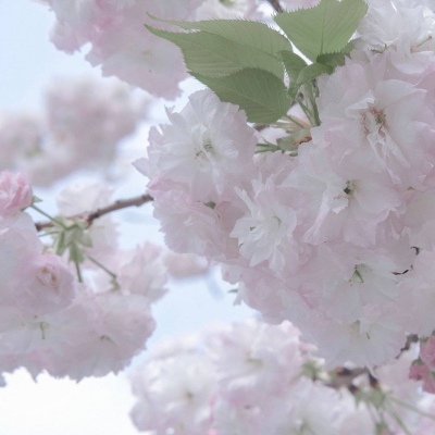 集宁福瑞交流群